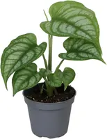 Monstera siltepecana (Gatenplant) 15cm - afbeelding 1