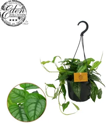 Monstera siltepecana hp15 - afbeelding 1