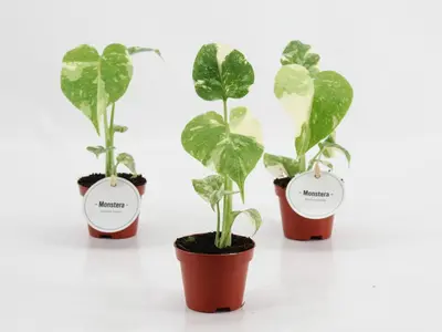 Monstera 'thai constellation' 20cm - afbeelding 2