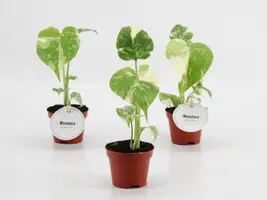 Monstera 'thai constellation' 20cm - afbeelding 2