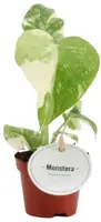 Monstera 'thai constellation' 20cm - afbeelding 1