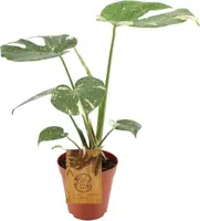 Monstera thai constellation (Gatenplant) 50cm kopen?