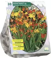 Montbretia 30 stuks - afbeelding 1
