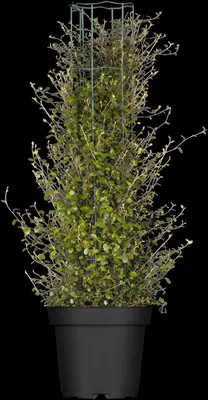 Muehlenbeckia axillaris (Muehlenbeckia) - afbeelding 5
