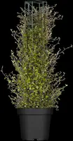 Muehlenbeckia axillaris (Muehlenbeckia) - afbeelding 5