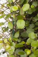 Muehlenbeckia axillaris (Muehlenbeckia) - afbeelding 3