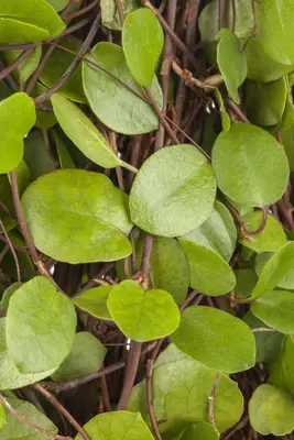 Muehlenbeckia axillaris (Muehlenbeckia) - afbeelding 4