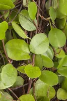 Muehlenbeckia axillaris (Muehlenbeckia) - afbeelding 4