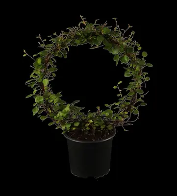 Muehlenbeckia axillaris (Muehlenbeckia) - afbeelding 1