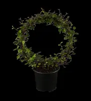 Muehlenbeckia axillaris (Muehlenbeckia) - afbeelding 1