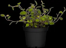 Muehlenbeckia axillaris (Muehlenbeckia) - afbeelding 6