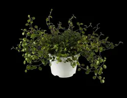 Muehlenbeckia axillaris (Muehlenbeckia) - afbeelding 2