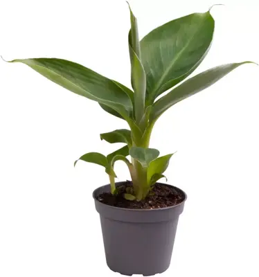 Musa acuminata 'Cheeka' (Dwergbanaan) 18cm - afbeelding 1