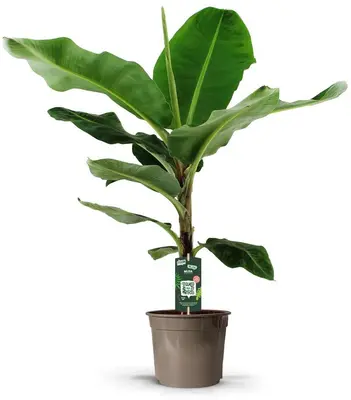 Musa 'Dwarf Cavendish' (Bananenplant) 125cm - afbeelding 1
