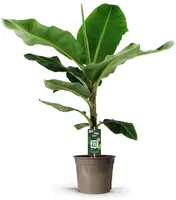 Musa 'Dwarf Cavendish' (Bananenplant) 125cm kopen?