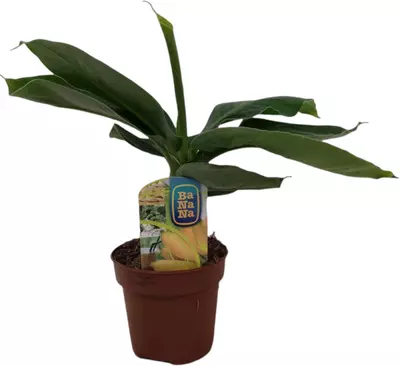Musa "oriental dwarf" (Bananenplant) 30 cm - afbeelding 1