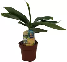 Musa "oriental dwarf" (Bananenplant) 30 cm kopen?