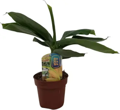 Musa oriental dwarf (Bananenplant) 30cm - afbeelding 1