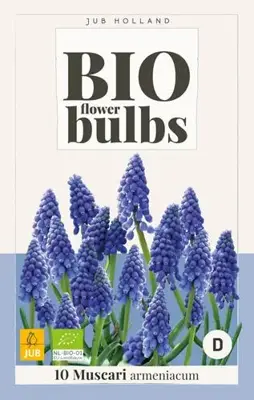 Muscari armeniacum 10 stuks biologisch geteeld - afbeelding 2