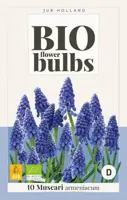 Muscari armeniacum 10 stuks biologisch geteeld - afbeelding 2