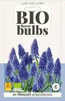 Muscari armeniacum 10 stuks biologisch geteeld - afbeelding 1