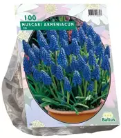 Muscari armeniacum 100 stuks kopen?