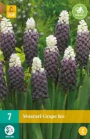 Muscari grape ice 7st - afbeelding 2
