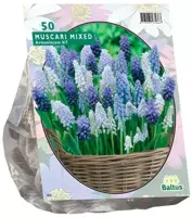 Muscari mix 50 stuks kopen?