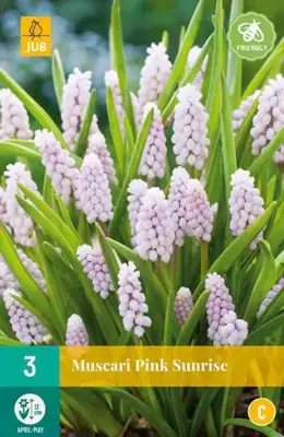 Muscari pink sunrise 3 bloembollen - afbeelding 2