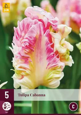 Muscari pink sunrise 3 bloembollen - afbeelding 1