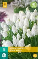 Muscari white magic 15st - afbeelding 2