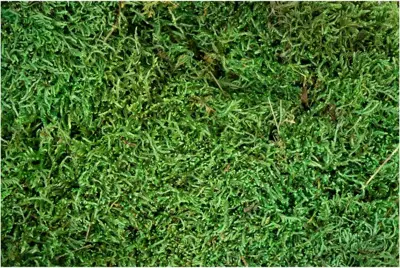 My Village Platmos groen 500 gram - afbeelding 2