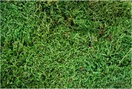 My Village Platmos groen 500 gram - afbeelding 2