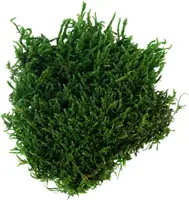 My Village Platmos groen 50g - afbeelding 2