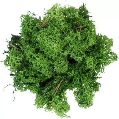 My Village Rendiermos donkergroen 50g - afbeelding 2
