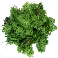 My Village Rendiermos donkergroen 50g - afbeelding 2