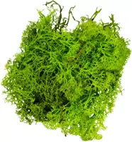 My Village Rendiermos lichtgroen 50g - afbeelding 2
