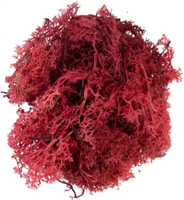 My Village Rendiermos rood 50g - afbeelding 2