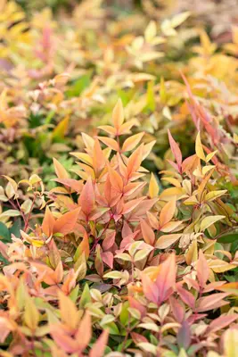 Nandina domestica 'Gulf Stream' (Hemelse bamboe 'Gulf Stream') - afbeelding 3