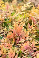 Nandina domestica 'Gulf Stream' (Hemelse bamboe 'Gulf Stream') - afbeelding 3