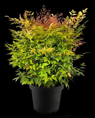Nandina domestica 'Gulf Stream' (Hemelse bamboe 'Gulf Stream') - afbeelding 5