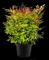 Nandina domestica 'Gulf Stream' (Hemelse bamboe 'Gulf Stream') - afbeelding 5