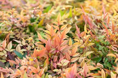 Nandina domestica 'Gulf Stream' (Hemelse bamboe 'Gulf Stream') - afbeelding 2