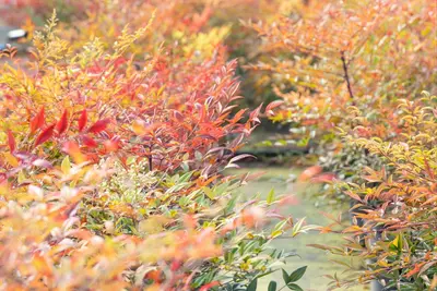 Nandina domestica 'Gulf Stream' (Hemelse bamboe 'Gulf Stream') - afbeelding 4