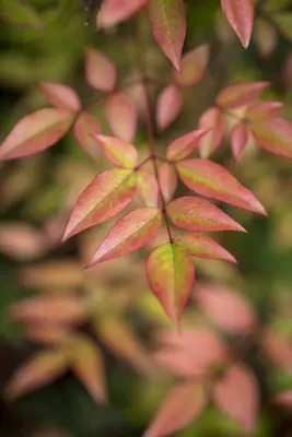 Nandina domestica (Hemelse bamboe) - afbeelding 3