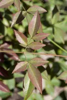 Nandina domestica (Hemelse bamboe) - afbeelding 6