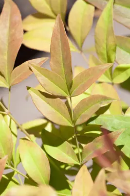 Nandina domestica (Hemelse bamboe) - afbeelding 7