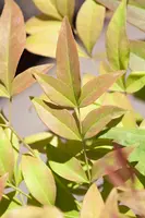 Nandina domestica (Hemelse bamboe) - afbeelding 7