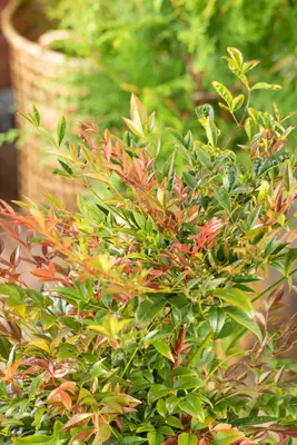 Nandina domestica (Hemelse bamboe) - afbeelding 14