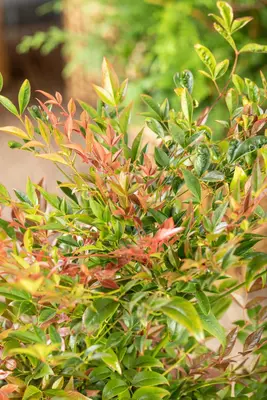 Nandina domestica (Hemelse bamboe) - afbeelding 16